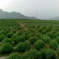 金银花苗【平邑中科金银花】**彩色金银花